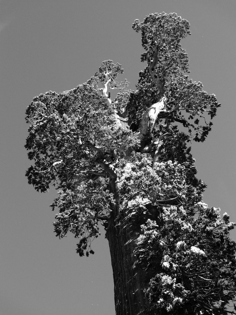 Christmas2010 237.JPG